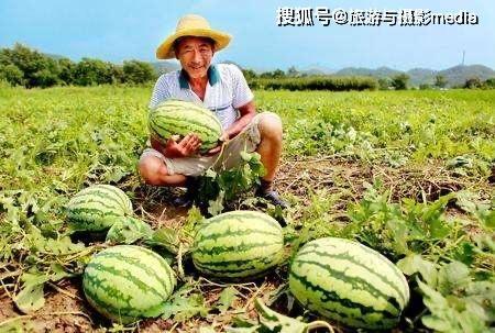 河北吃的什么瓜,河北特色瓜果美食之旅