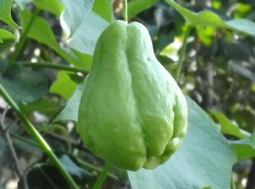 长期吃佛手瓜好吗,健康益处的秘密探索