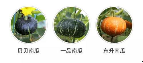 瓜只要有人吃就是好瓜,品味人生，共享美好时光