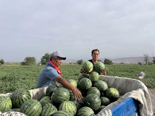 吃瓜猎奇区,那些你不知道的幕后故事与惊人真相
