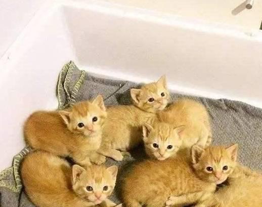 吃瓜小熊生小猫,萌翻众生的小猫诞生记