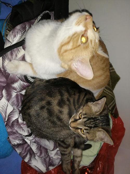 粉色的猫吃瓜,探寻猫咪与瓜果的奇妙缘分