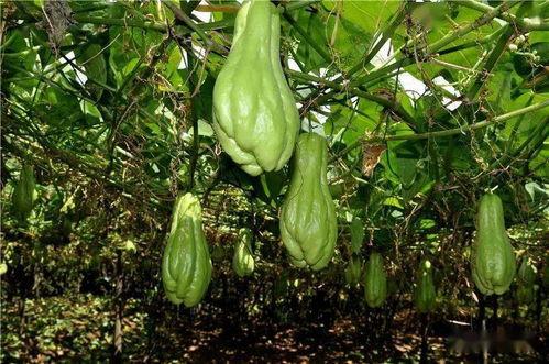 阳瓜应该怎么吃,解锁健康美味新体验