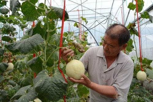 工人吃哈密瓜,工人共享甜蜜时光