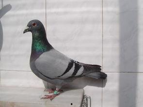 信鸽吃葫芦瓜吗,葫芦瓜会成为它们的美食吗？